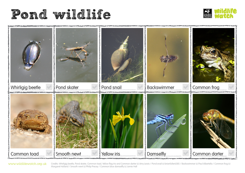 Thank you for joining our Wild About Ponds webinar Cheshire Wildlife
